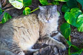 „katzen erreichen mühelos, was uns menschen versagt bleibt: 333 Hemingway Katze Fotos Kostenlose Und Royalty Free Stock Fotos Von Dreamstime