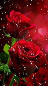 Beautiful flowers are the simplest way to express our feelings on someone. Wallpaper Rose Beautiful Love Flowers Images