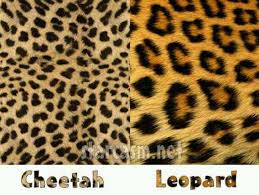 The Difference Between Leopard And Cheetah It Kills Me When They Get Mixed Up Tatuagens De Leopardo Tatoo Onca