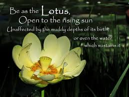 And a longstanding buddhist story states that the buddha appeared atop a floating lotus, and his first footsteps on earth left lotus blossoms. Lotus Blossom Quotes Quotesgram