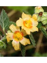 Image result for Sida cordifolia