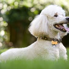Many diseases cause dogs to have a characteristic combination of symptoms, which together can be a clear. Poodle Dog Breed Profile