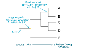 Phylogenetic Trees Evolutionary Tree Article Khan Academy