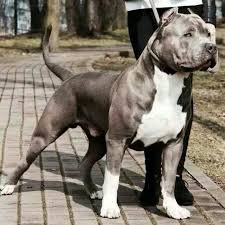 To let you know how much do pitbulls cost, we have prepared the below simple article in which we will talk about the pricing of the pitbull and how does it. American Bully Pitbull Xxl Online Shopping Mall Find The Best Prices And Places To Buy