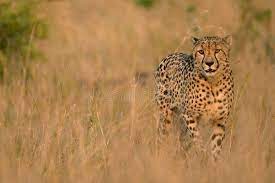 Savanna Cheetah Cheetah On Savanna Walking Thruogh The Long Grass Sponsored Ad Ad Cheetah Savanna Long Ch In 2020 Game Reserve Animals Beautiful Animals