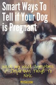 Check poison symptoms, diagnosis & treatments. How To Tell If Your Dog Is Pregnant 5 Things To Know
