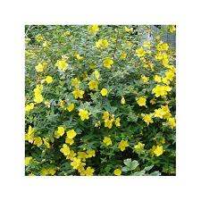 Flowers appear in summer and can be an inch wide. Hypericum Hidcote St John S Wort Gardenersdream