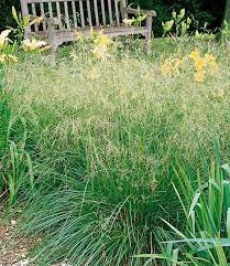 Щучка дернистая, луговик дернистый deschampsia cespitosa (l.) beauv. Deschampsia Flexuosa 1a Pflanzen Kaufen Baldur Garten