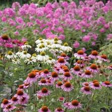 Den Garten Pflegeleicht Gestalten Mit Bildern Pflegeleichter Garten Garten Bepflanzen Garten Anlegen