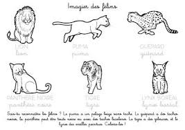 Coloriage A Imprimer Imagier Des Felins Felin Coloriage Imagier