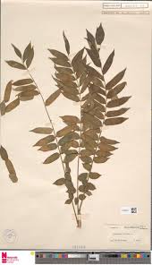 Image result for Dictyophleba ochracea