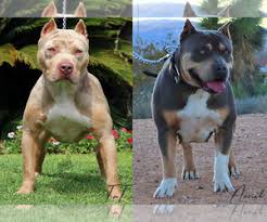 We did not find results for: View Ad American Bully Puppy For Sale Near California Palmdale Usa Adn 239036