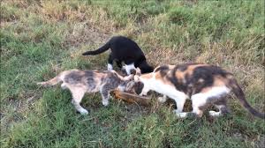Kedi Ailesi Doga Youtube