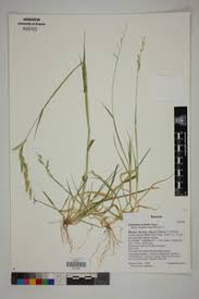Image result for Eriochloa rovumensis