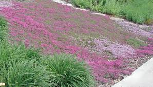 Artificial grass is best for creating a lush and grassy lawn in the backyard. Four Water Saving Plants To Replace Your Thirsty Lawn Vision Garden Design