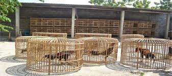 Ukuran tinggi kaki kandang ayam minimal 10 cm. Kriteria Dan Jenis Kandang Ayam Bangkok Petarung Zeusbola