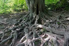 Roots Free Stock Photos Rgbstock Free Stock Images Micromoth September 08 2014 9