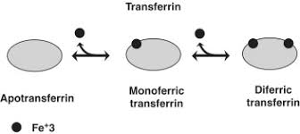 Image result for Transferrin