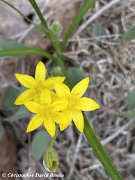 Image result for Hypoxis nyasica