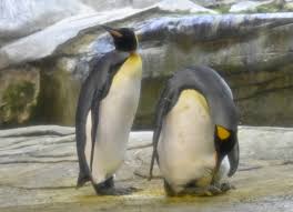 Yet unfortunately, they are not able to fly. Two Male Penguins In Berlin Join Long Line Of Same Sex Pairs To Adopt An Egg Smart News Smithsonian Magazine
