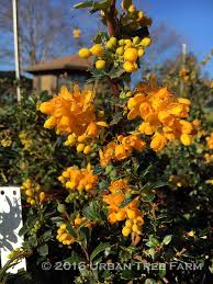 Image result for Berberis darwinii