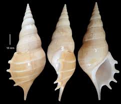 Image result for Scleria delicatula