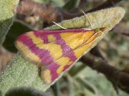 Image result for Pyrausta sanguinalis