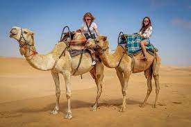 How much weight can they carry? How Much Weight Can A Camel Carry Riding Weight Limit