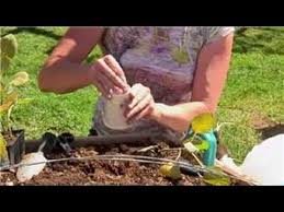 How to keep caterpillars out of garden. Vegetable Gardening How To Keep Caterpillars Away From Vegetable Gardens Youtube