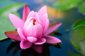 Lotus Flower Background Lily Flower Flower Wallpaper Lily Wallpaper