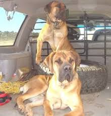4 month old ukc registered bluetick coon hound puppy for sale. 46 Pets Ideas Pets Dogs Black Mouth Cur