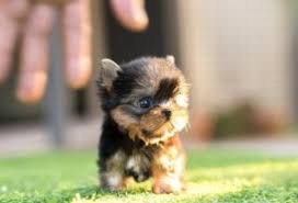 We are akc certified and provide a 3 months guarantee on all our puppies. Where To Find Teacup Yorkie Puppies For Sale Up To 400 Teacup Yorkie Puppy Adoption Terremaroc Com