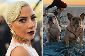 Lady gaga, mark wahlberg, nick jonas and more celebs have adorable dog instagrams to follow. S1nfjipzftji1m