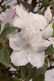 Autumn Lily Encore Azalea White Flowering Shrubs Flowering Shrubs Azaleas