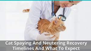 That means keeping an eye on the incision site, too. Cat Spaying And Neutering Recovery Timelines And What To Expect