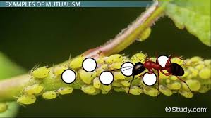 Image result for Mutualism