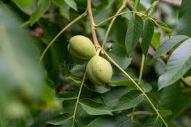 Image result for Walnut blight