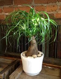 Ponytail palms are very slow growing which makes them ideal for use as a houseplant. Pin By Trend Over Jk On Decor Foliage Plants Plants House Plants Indoor