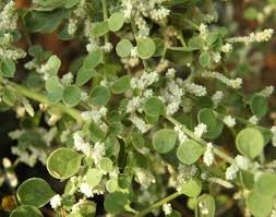 Image result for Aerva