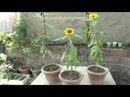 How To Grow Red Sunflowers From Seeds Planting A Sunflower November Plants Red Sunflowers Growing Sunflowers