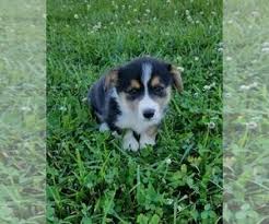Puppies are lovingly handled every day, and make a wonderful addition to the homes they are placed in. Pembroke Welsh Corgi Puppies For Sale Near London Kentucky Usa Page 1 10 Per Page Puppyfinder Com