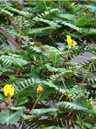 Image result for Aeschynomene fluitans