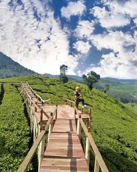 Geo adventure indonesia adalah sebuah provider penyedia jasa offroad kebun teh pangalengan ,outbound lembang, outbound bandung dan tempat lainnya yang melayani. Wayang Windu Panenjoan Pangalengan Tempat Wisata Terbaru Di Bandung Selatan Dengan View Kebun Teh Inilah Harga Tiket Masuk Rute Dan Lokasinya