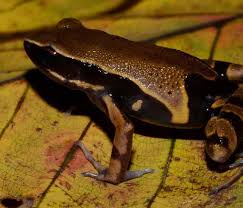 Image result for Crateranthus congolensis