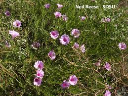 Image result for Ipomoea lapathifolia