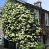 Het is de bekendste, en wellicht ook de beste, witte hortensia. Https Encrypted Tbn0 Gstatic Com Images Q Tbn And9gcqz7in3jzm3cnxcjbwnedchq27qbj7uwnibblb Fwrwmegpwtkl Usqp Cau