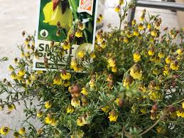 Image result for Hermannia eenii