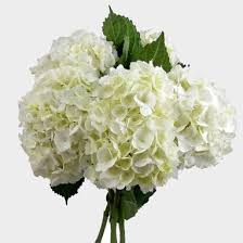 Its balls of flowers comes in different variety of shades like delicate white, pink and blue, or vibrant green and crimson. Large Hydrangea White Flower Wholesale Blooms By The Box