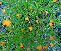 Image result for Afrohybanthus