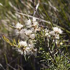 Image result for Melhania acuminata